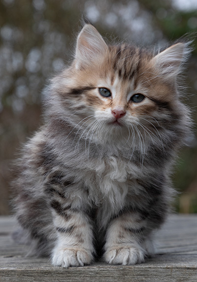 Oddbjörn - 7 weeks old