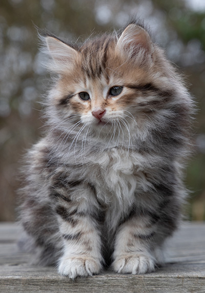 Oddbjörn - 7 weeks old