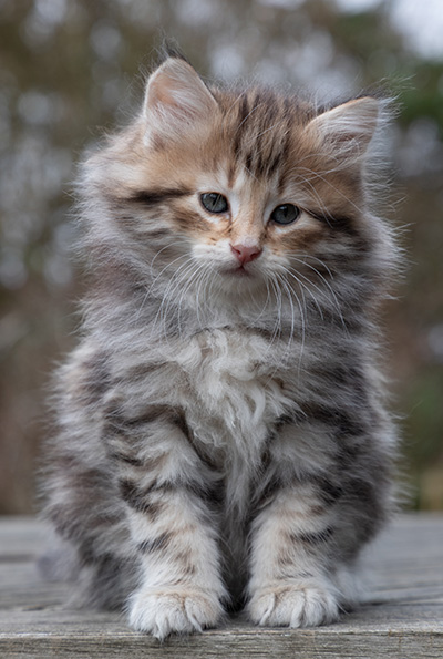 Oddbjörn - 7 weeks old
