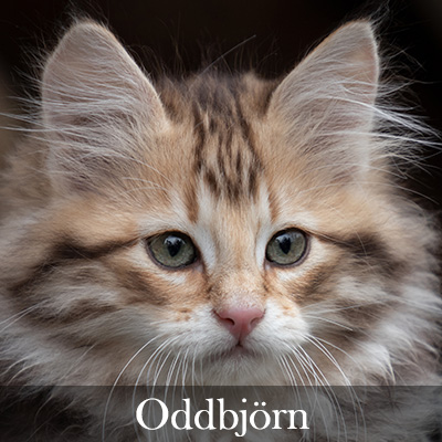 Oddbjörn