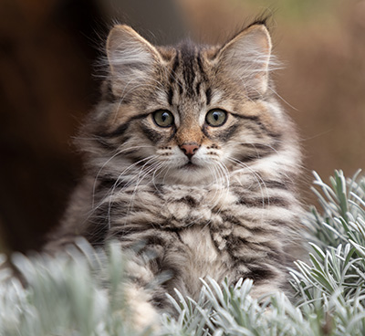 Oddveig - 12 weeks old