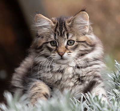 Oddveig - 12 weeks old
