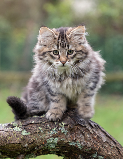 Oddveig - 12 weeks old