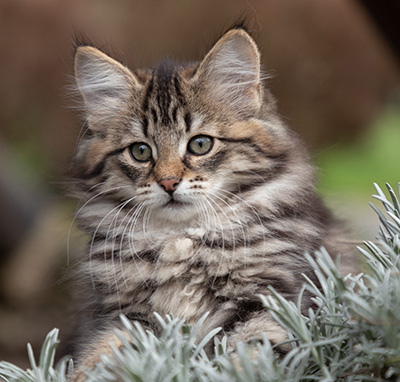 Oddveig - 12 weeks old