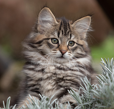 Oddveig - 12 weeks old
