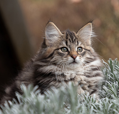 Oddveig - 12 weeks old