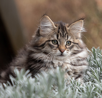 Oddveig - 12 weeks old
