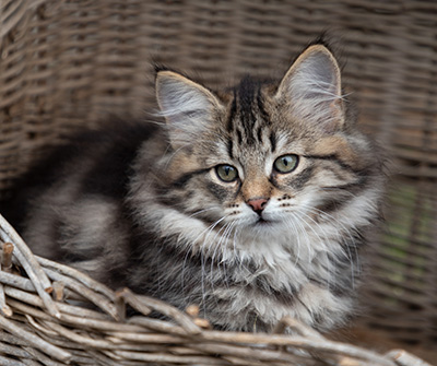 Oddveig - 12 weeks old