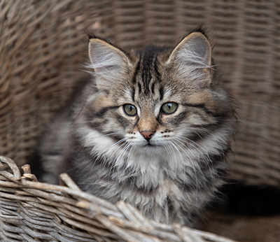 Oddveig - 12 weeks old