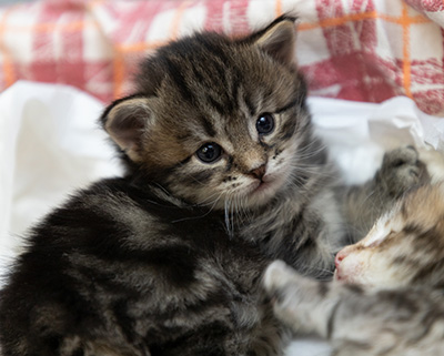 Oddveig - 3 weeks old