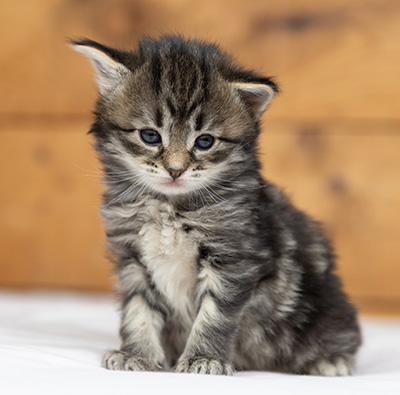 Oddveig - 3 weeks old
