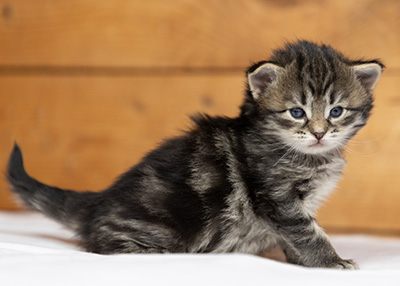 Oddveig - 3 weeks old