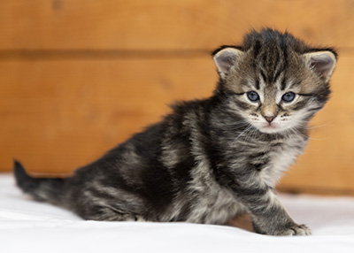 Oddveig - 3 weeks old