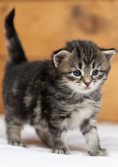 Oddveig - 3 weeks old