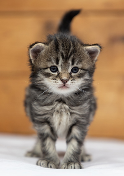 Oddveig - 3 weeks old
