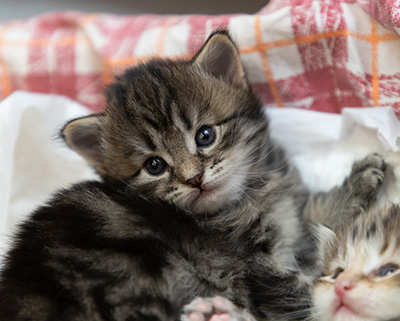 Oddveig - 3 weeks old