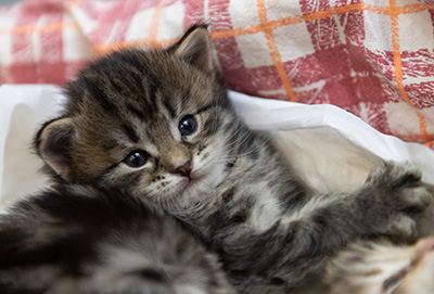 Oddveig - 3 weeks old