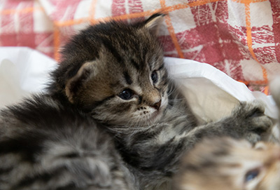 Oddveig - 3 weeks old