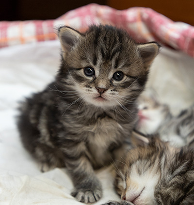 Oddveig - 3 weeks old