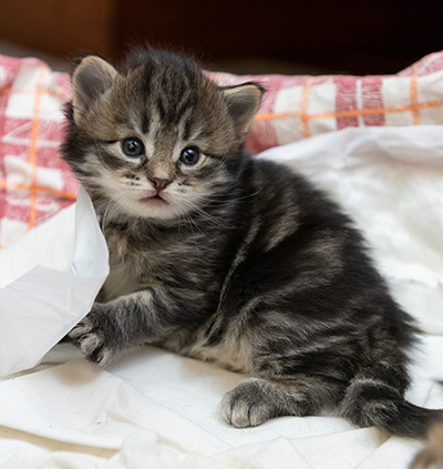 Oddveig - 3 weeks old