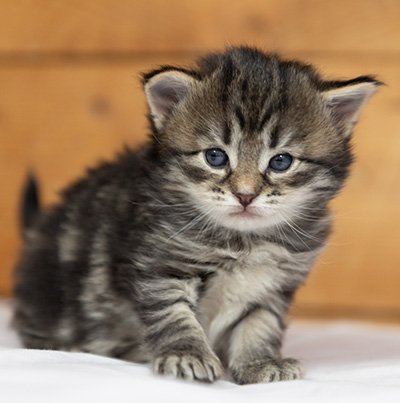 Oddveig - 3 weeks old