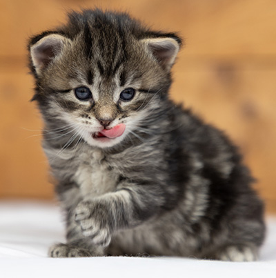 Oddveig - 3 weeks old