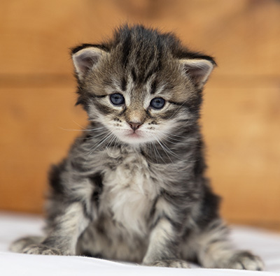 Oddveig - 3 weeks old