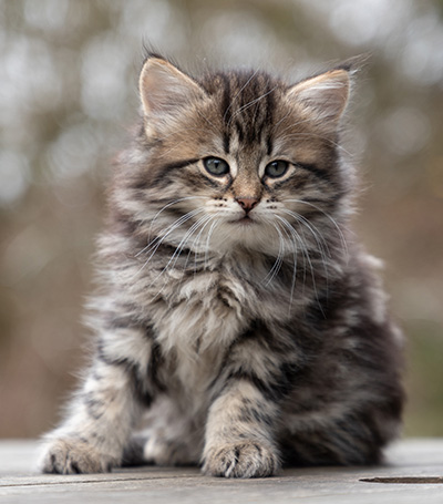 Oddveig - 7 weeks old