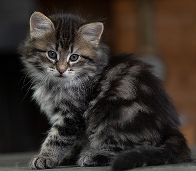 Oddveig - 7 weeks old