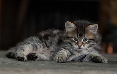 Oddveig - 7 weeks old