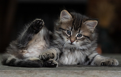 Oddveig - 7 weeks old