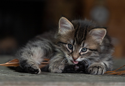 Oddveig - 7 weeks old