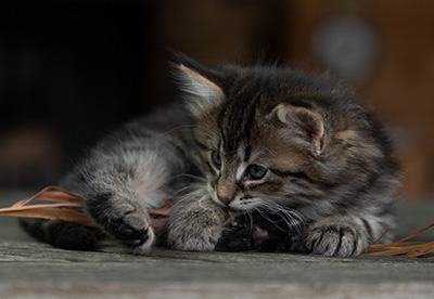 Oddveig - 7 weeks old