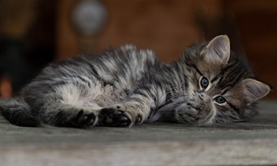 Oddveig - 7 weeks old