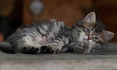 Oddveig - 7 weeks old
