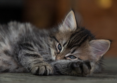 Oddveig - 7 weeks old