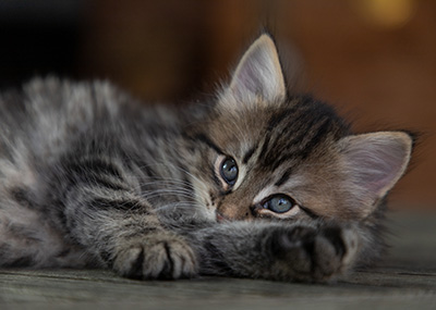 Oddveig - 7 weeks old