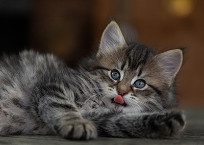 Oddveig - 7 weeks old
