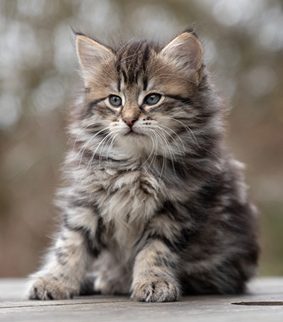 Oddveig - 7 weeks old