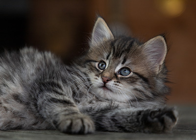 Oddveig - 7 weeks old
