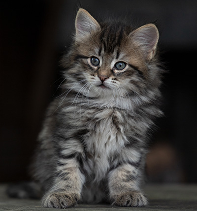 Oddveig - 7 weeks old