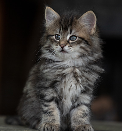 Oddveig - 7 weeks old