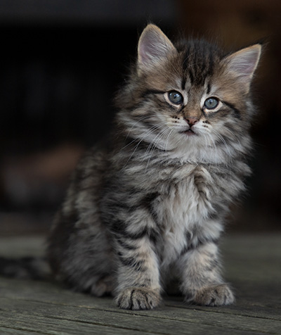 Oddveig - 7 weeks old