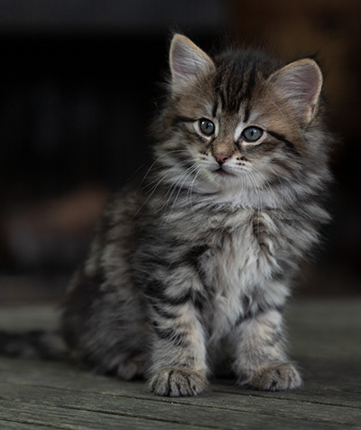 Oddveig - 7 weeks old