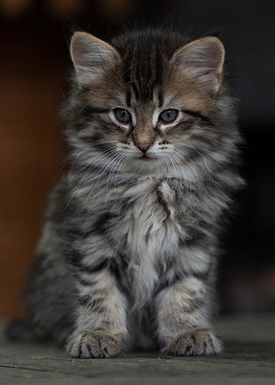 Oddveig - 7 weeks old