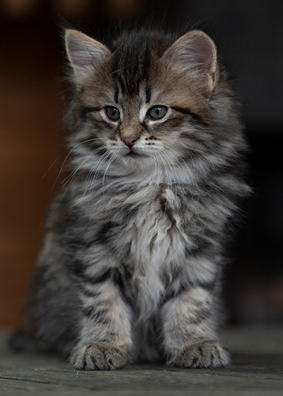 Oddveig - 7 weeks old