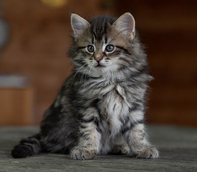 Oddveig - 7 weeks old
