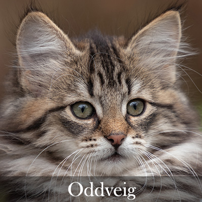 Oddveig