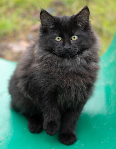 Olsen - 12 weeks old