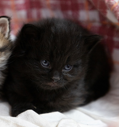 Olsen - 3 weeks old